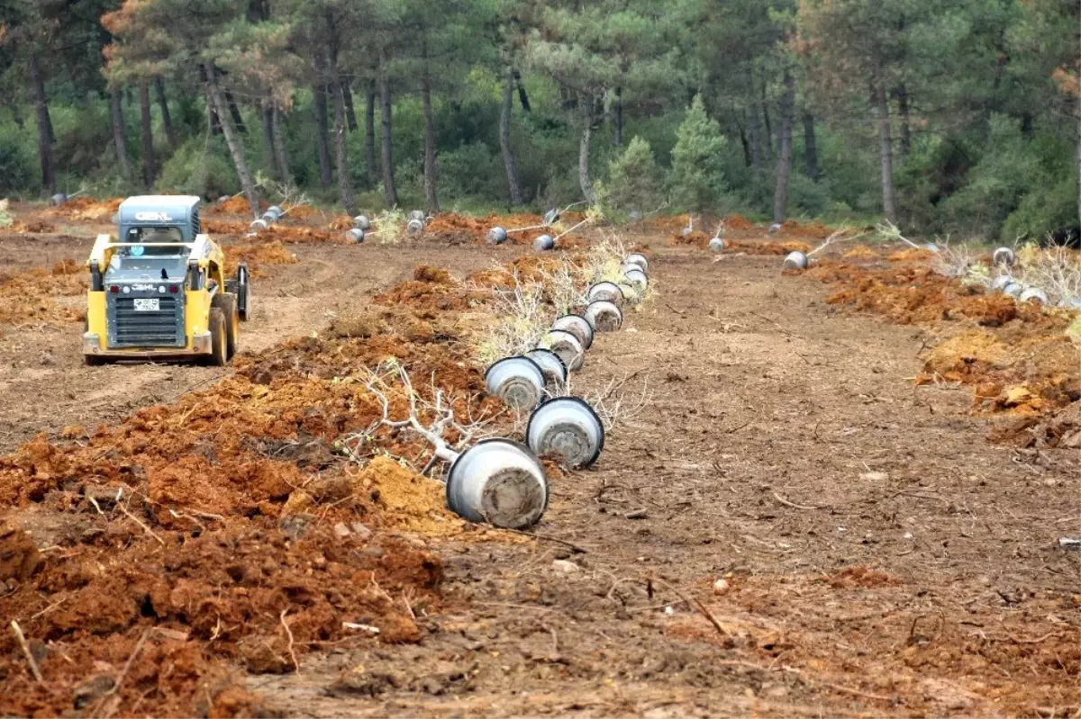 Gebze Gaziler Dağı, fidanlar ile yeşerecek