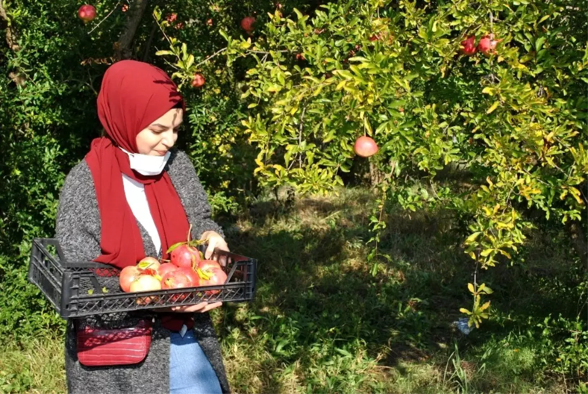 İstanbullu gençler Sarıcakaya da nar hasadı yaptı