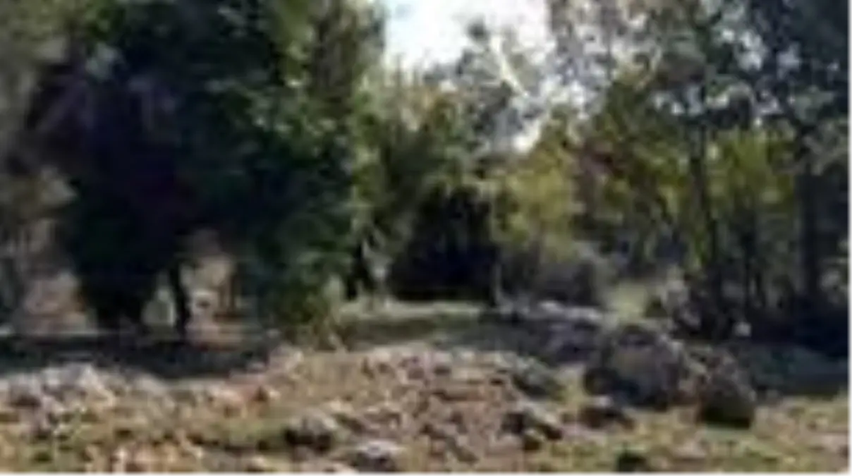 Osmaniye\'de köylüler defne yaprağı kesimine başladı