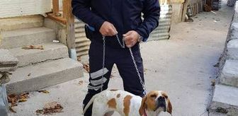Son dakika haber | Sopayla işkence edilen köpeği zabıta görevlisi sahiplendi, saldırgana para cezası kesildi