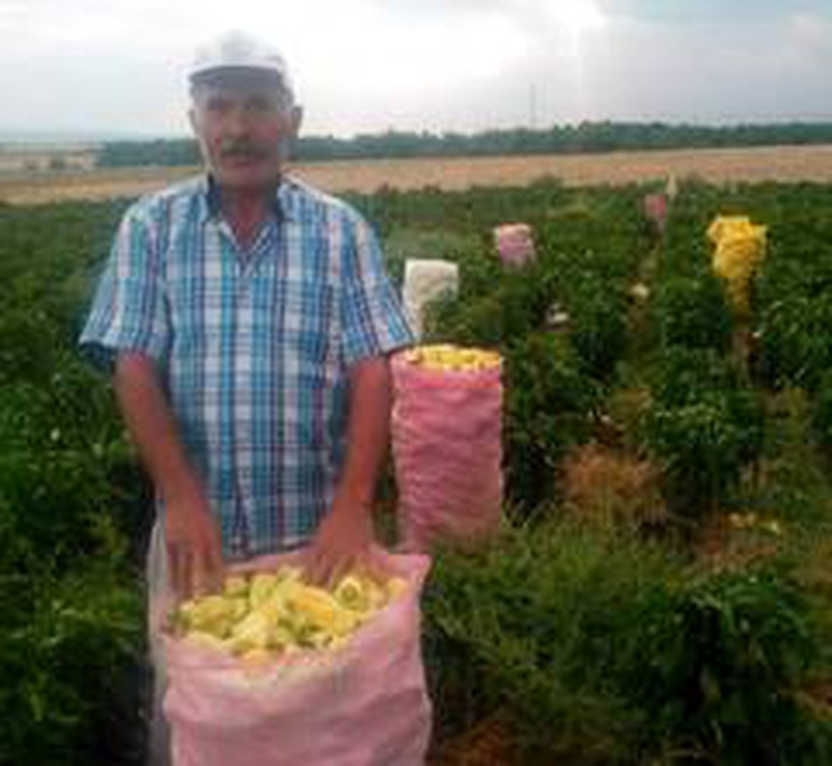 Tarlada çalışanlar kovaları havaya fırlatarak sezonu kapattı