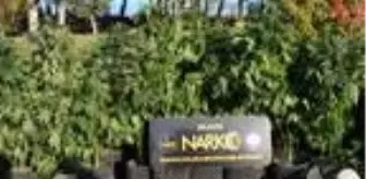 Tavuk çiftliğinde 115 kök skunk maddesi ele geçirildi