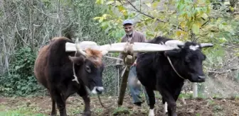 Teknolojinin giremediği arazilerde kara saban ve öküzler çiftçinin imdadına yetişiyor