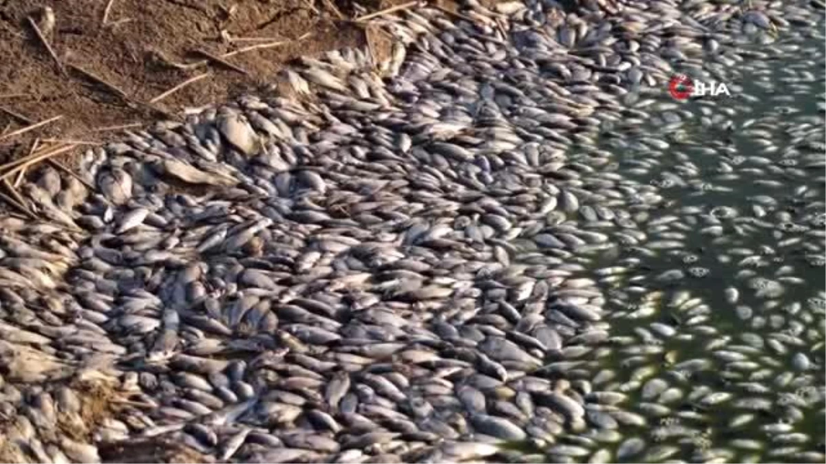 Batman\'da korkutan görüntü: Baraj suları çekildi, binlerce balık telef oldu