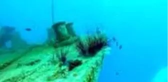 Ege kıyılarına kadar gelen dikenli deniz kestanesi için profesör uyardı: Temas halinde direkt zehirler