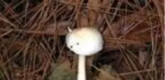 Kuşadası'nda keşfedilen mantar Türkiye'nin adını taşıyor