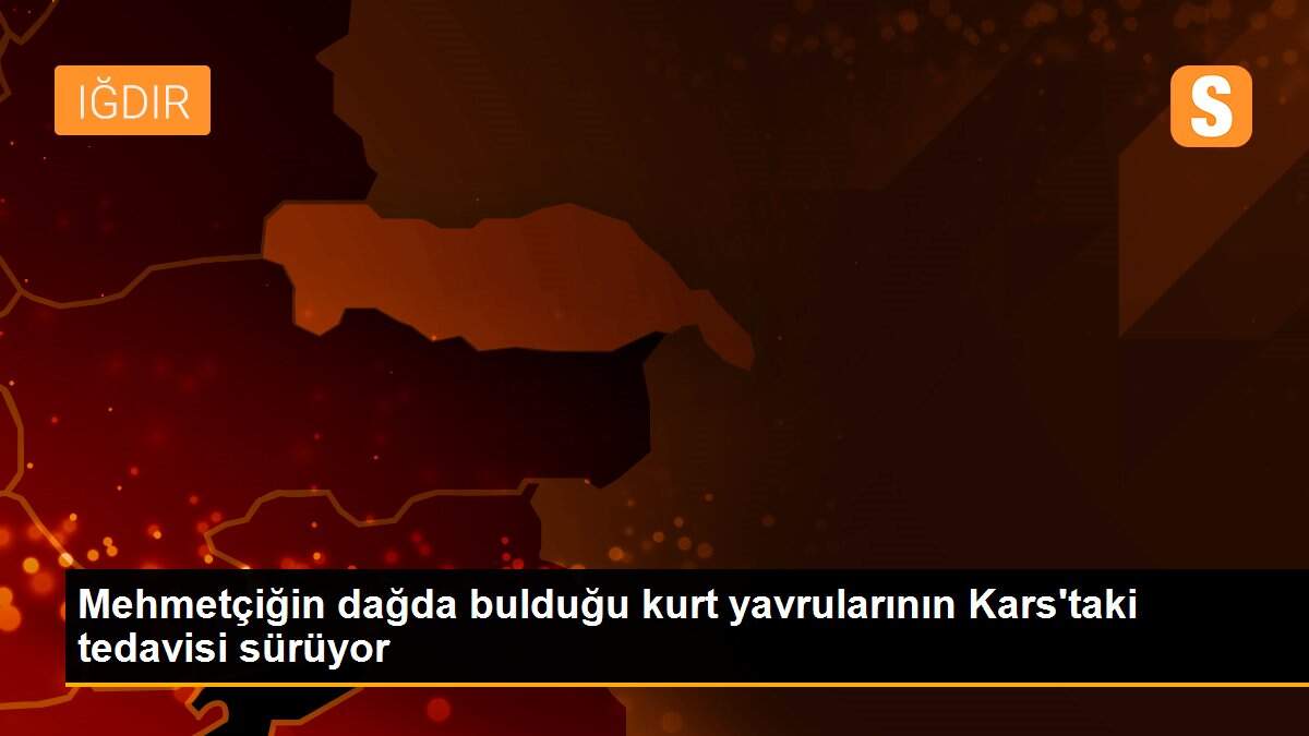 Mehmetçiğin dağda bulduğu kurt yavrularının Kars\'taki tedavisi sürüyor