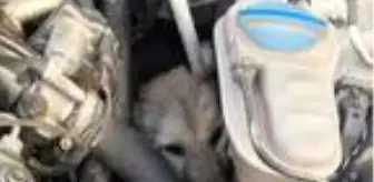 Son dakika! Otomobil motoruna sıkışan sokak köpeği, 2 saatte kurtarıldı