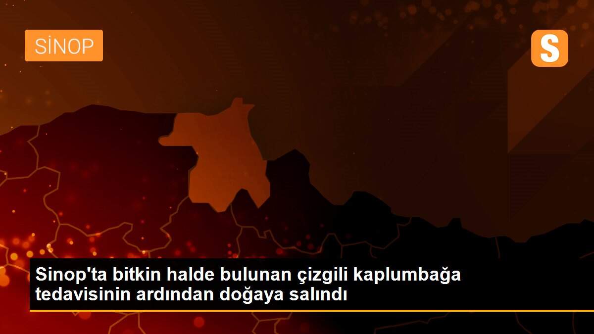 Sinop\'ta bitkin halde bulunan çizgili kaplumbağa tedavisinin ardından doğaya salındı