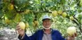 Üretici ayvaya yöneldi