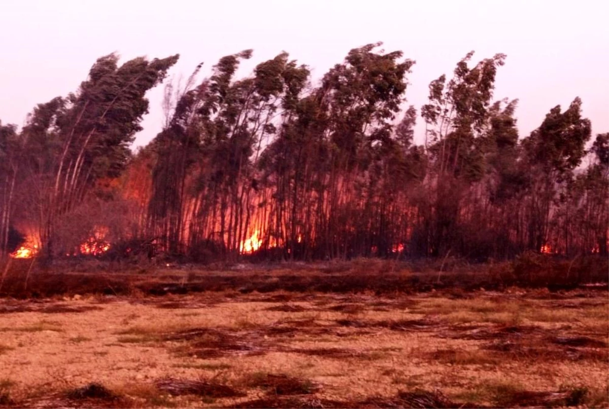 Son dakika: Akyaka ve Köyceğiz\'de sazlık yangını