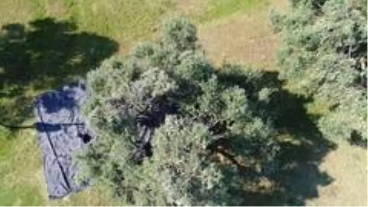 Aydın\'da memecik türü zeytinlerde hasat sezonu başladı