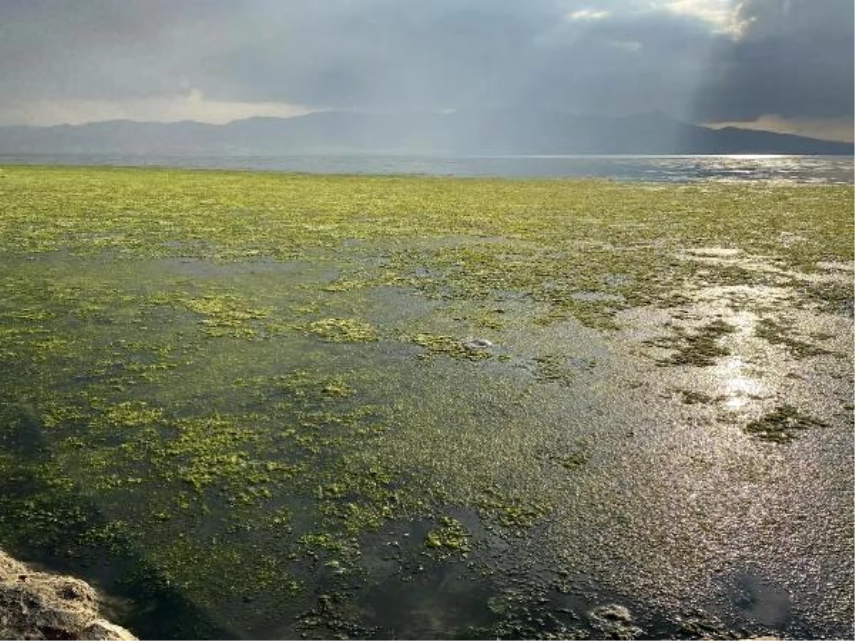 Bostanlı\'da deniz, \'deniz marulu\' ile kaplandı