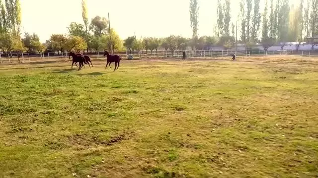 Bozkırın ortasında şampiyonlar yetiştiren haralar ziyaretçilerine at sevgisini aşılıyor