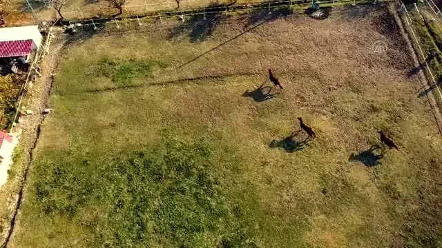 Bozkırın ortasında şampiyonlar yetiştiren haralar ziyaretçilerine at sevgisini aşılıyor