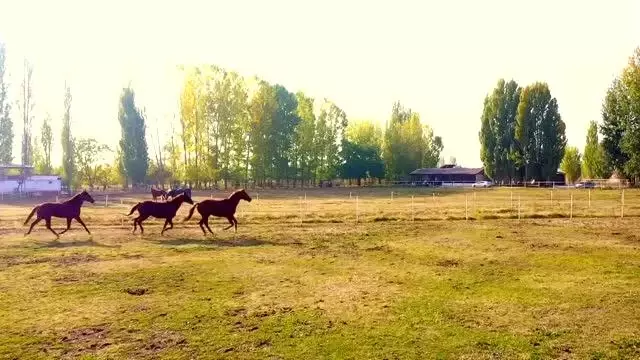 Bozkırın ortasında şampiyonlar yetiştiren haralar ziyaretçilerine at sevgisini aşılıyor