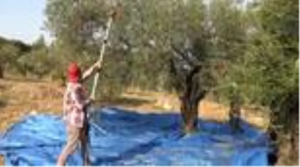 Hatay\'da zeytin verimi azaldı, kalite arttı