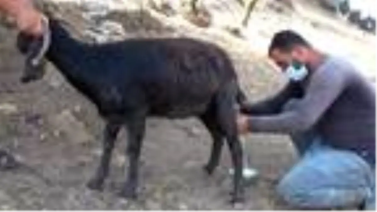 Hataylı çobanlar teleme yoğurdu geleneğini devam ettiriyor