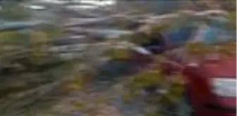 Kesilen ağacın üzerine devrildiği seyir halindeki otomobilde hasar oluştu