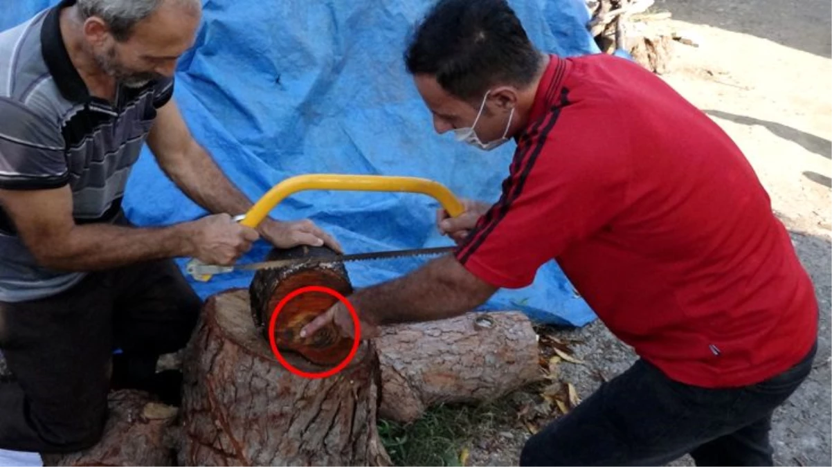 Kesilen ağaçtaki figür Trabzonlu vatandaşı şaşkına uğrattı: Daha önce böyle bir şey görmedim