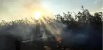 Muğla'da 2 bölgede çıkan sazlık yangını söndürüldü