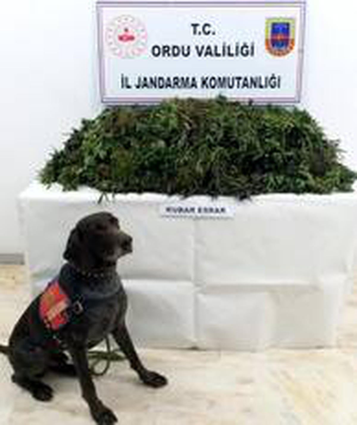 Ordu\'da uyuşturucuya geçit yok