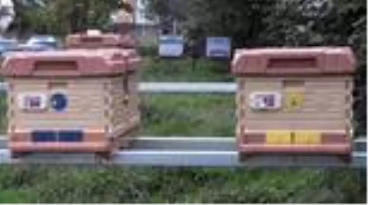 "Akıllı kovan"la hırsızlık ve ayı saldırıları önlenebilecek