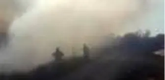 Ayvalık'ta sazlık alanda yangın