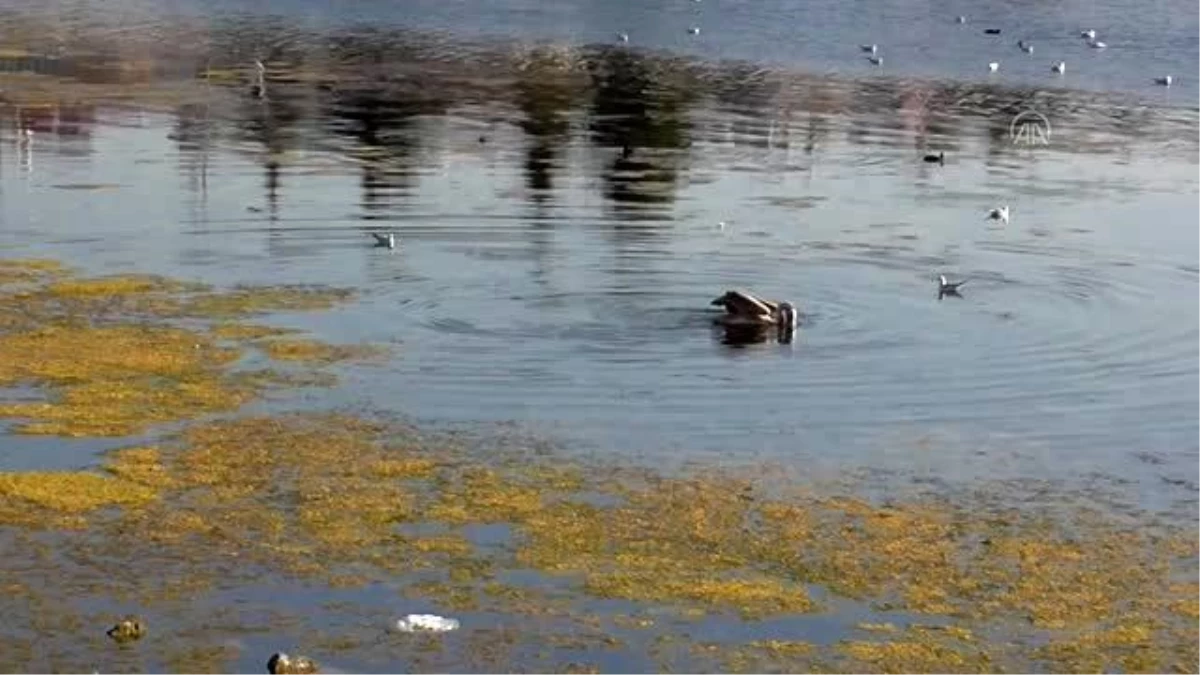 Beyşehir Gölü Milli Parkı\'nın güz konuğu yalnız pelikan ilgi odağı oldu