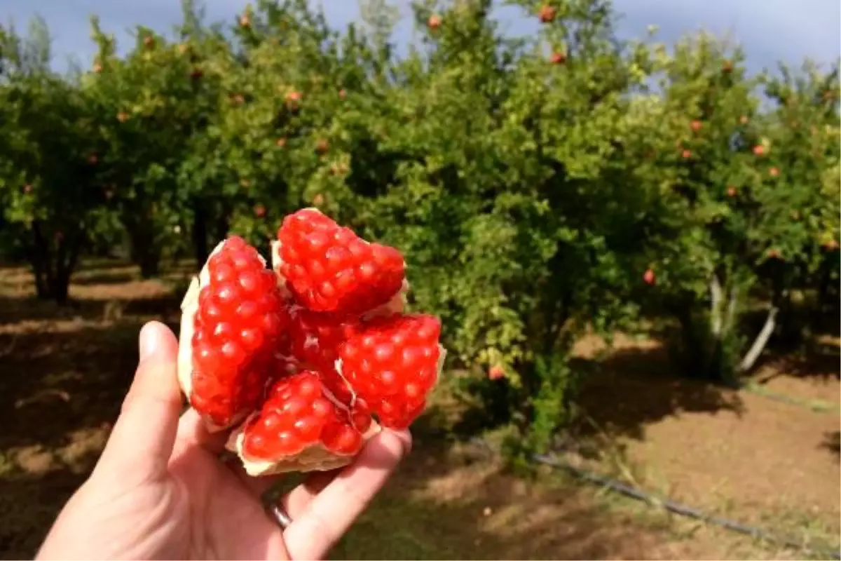 Bilecik\'te, mikroklima iklimin aroma ve tat kattığı narda hasat zamanı