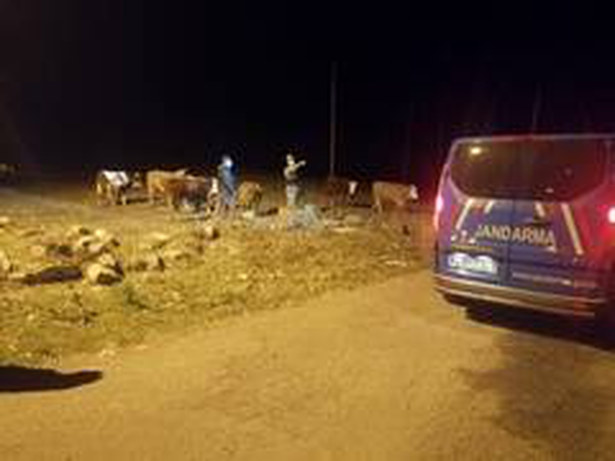 Son dakika... Çalınan büyükbaş hayvanları jandarma buldu