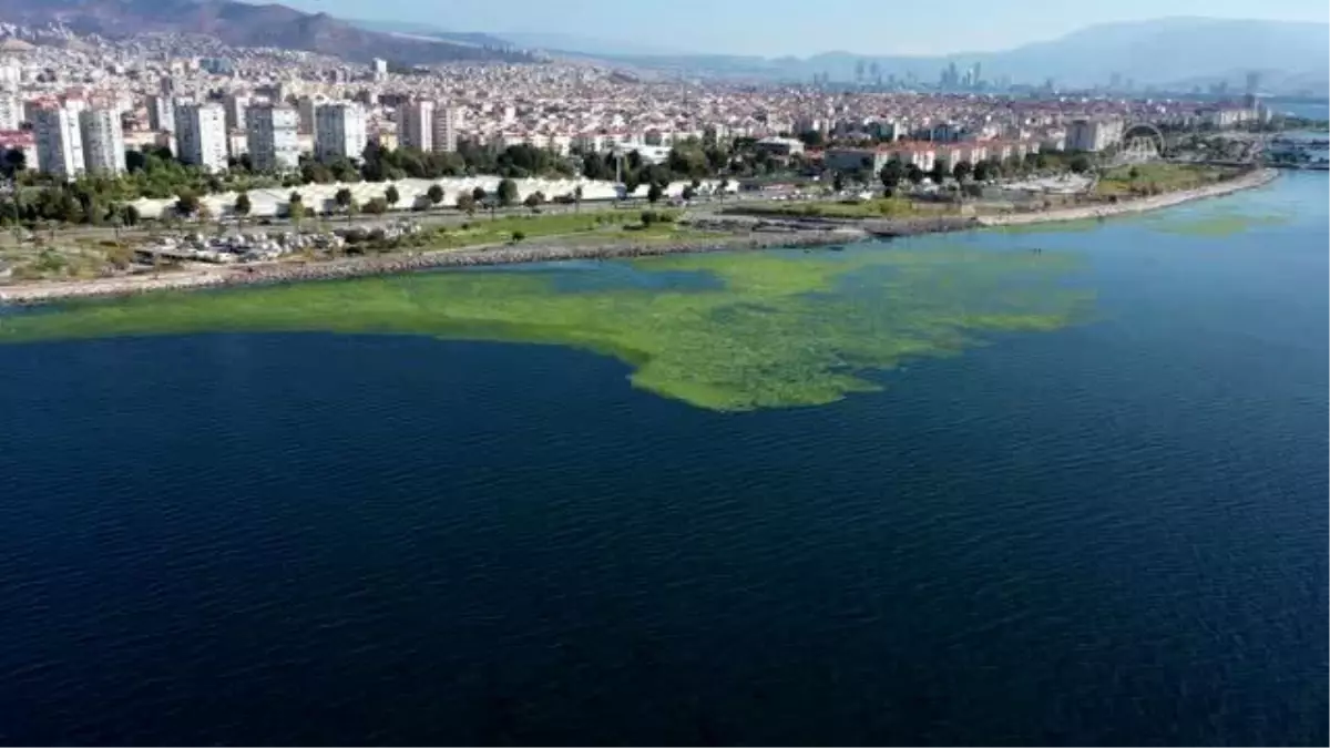 "Deniz marulları" İzmir Körfezi\'ni yeşile bürüdü