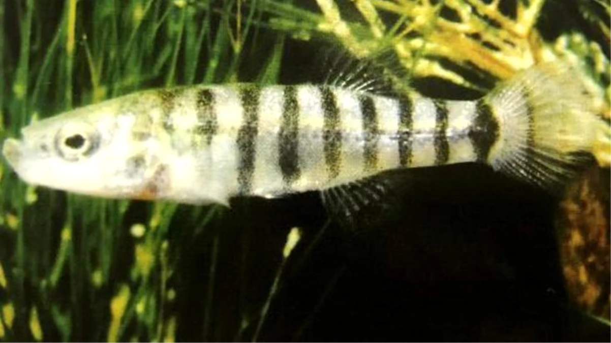 Dünyada yalnızca Burdur Gölü\'nde bulunuyor: \'Burdiricus\' isimli yosun balığı yok olma tehlikesiyle karşı karşıya
