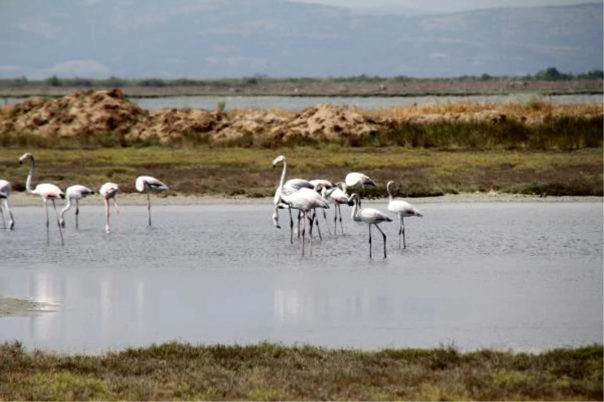 Edirne\'deki Gala ve Dalyan göllerinde flamingolar görsel şölen sunuyor