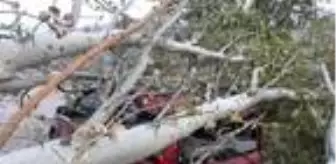 Kesilen ağaç, yoldan geçen otomobilin üzerine düştü