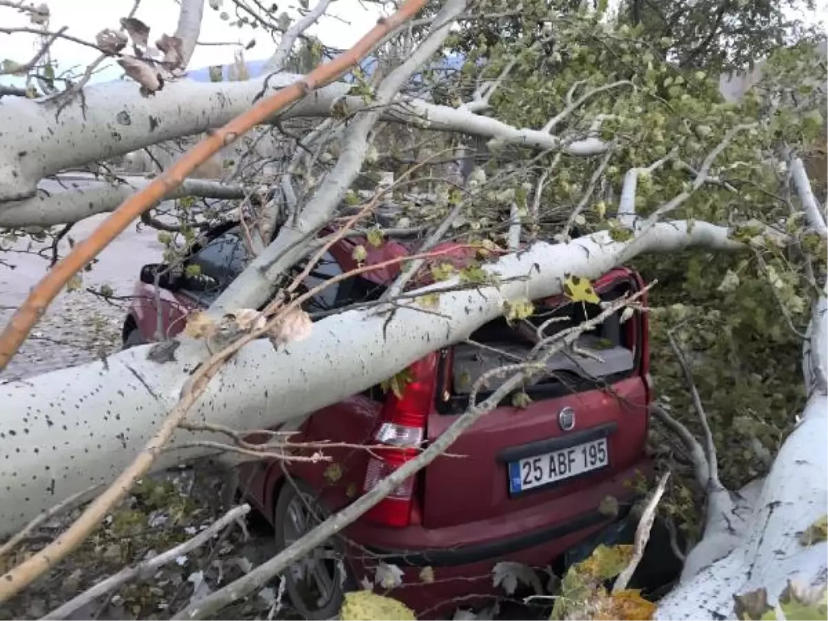 Kesilen ağaç, yoldan geçen otomobilin üzerine düştü