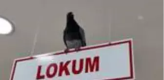 Kuruyemişçiye giren güvercinler çalışanlara zor anlar yaşattı