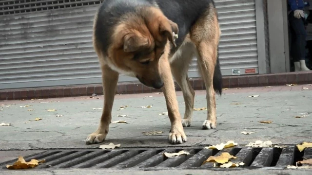 Merak konusu olan sokak köpeği itfaiye ekiplerini de harekete geçirdi