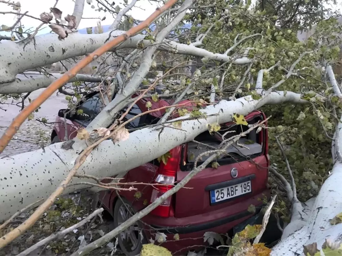 Seyir halindeki otomobilin üzerine kesilen kavak ağacı düştü