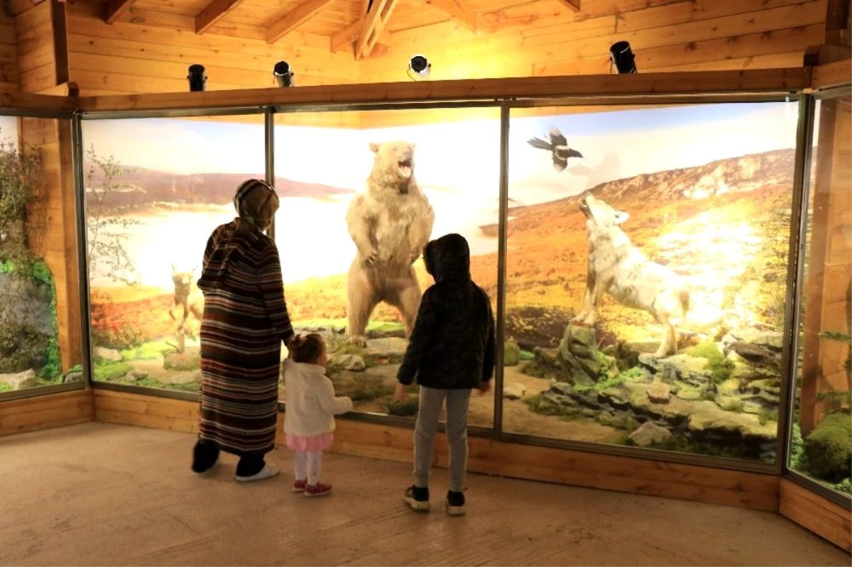 Yenice ormanlarının yaban hayatını müzede keşfediyorlar