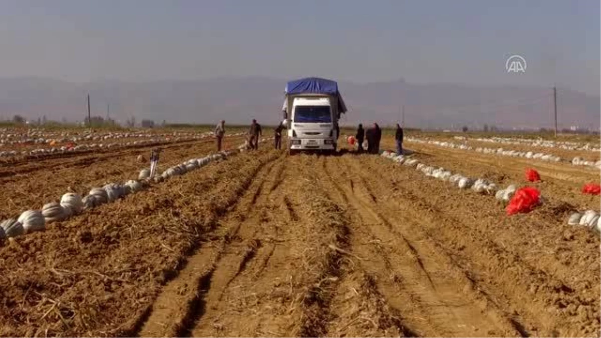 AFYONKARAHİSAR - Afyonkarahisar\'ın lezzetli bal kabakları Türkiye\'nin ağzını tatlandırıyor