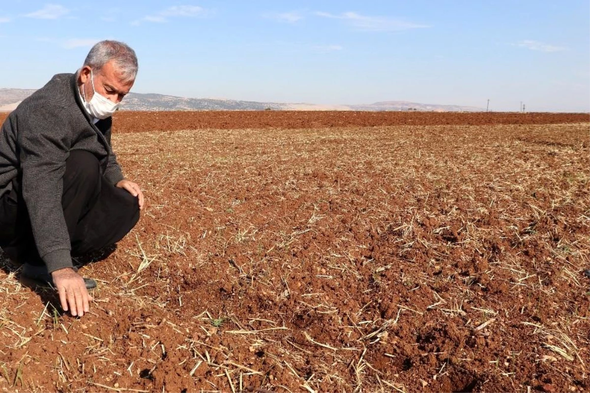 Gaziantep\'te makarnalık sert buğday ekimi başladı