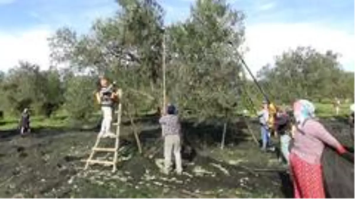 Bahçeden şişeye zeytinyağının öyküsü