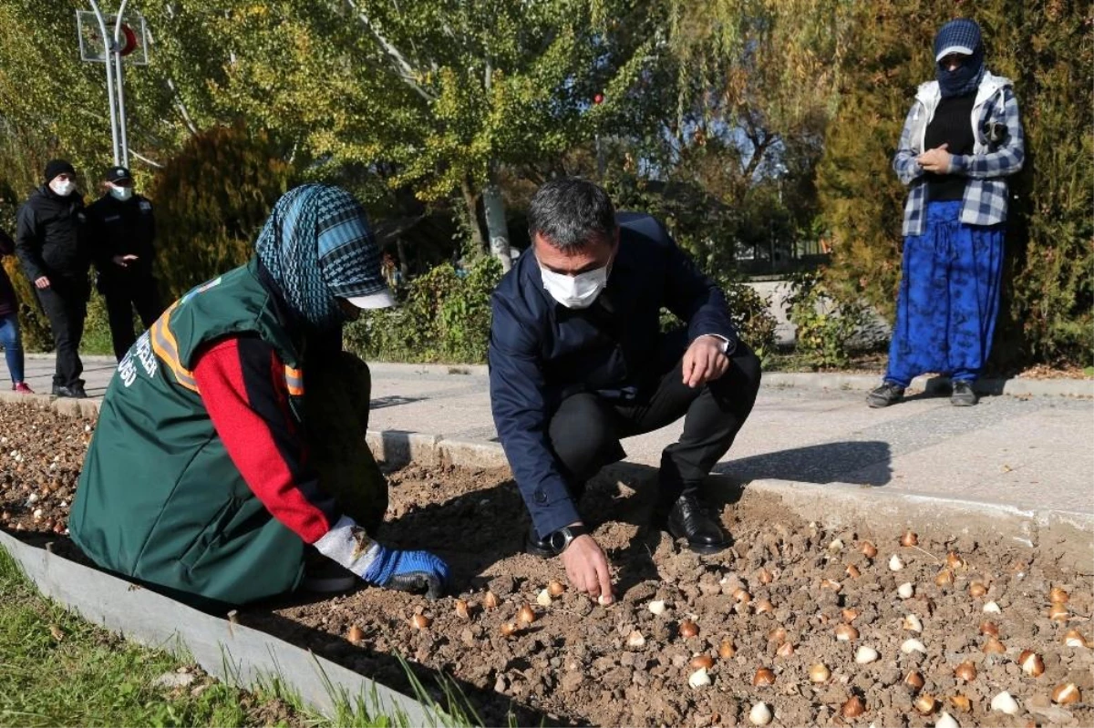 Gölbaşı lalelerle renklenecek