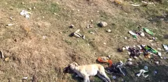 Isparta'da 7 köpeğin zehirlenmesine inceleme