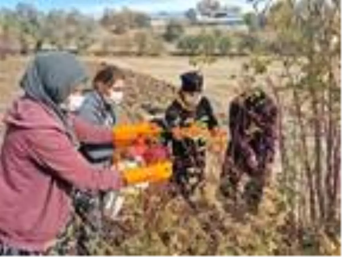 Kadınlar, köyde yaptıkları doğal ürünleri yurt dışına ihraç ediyor