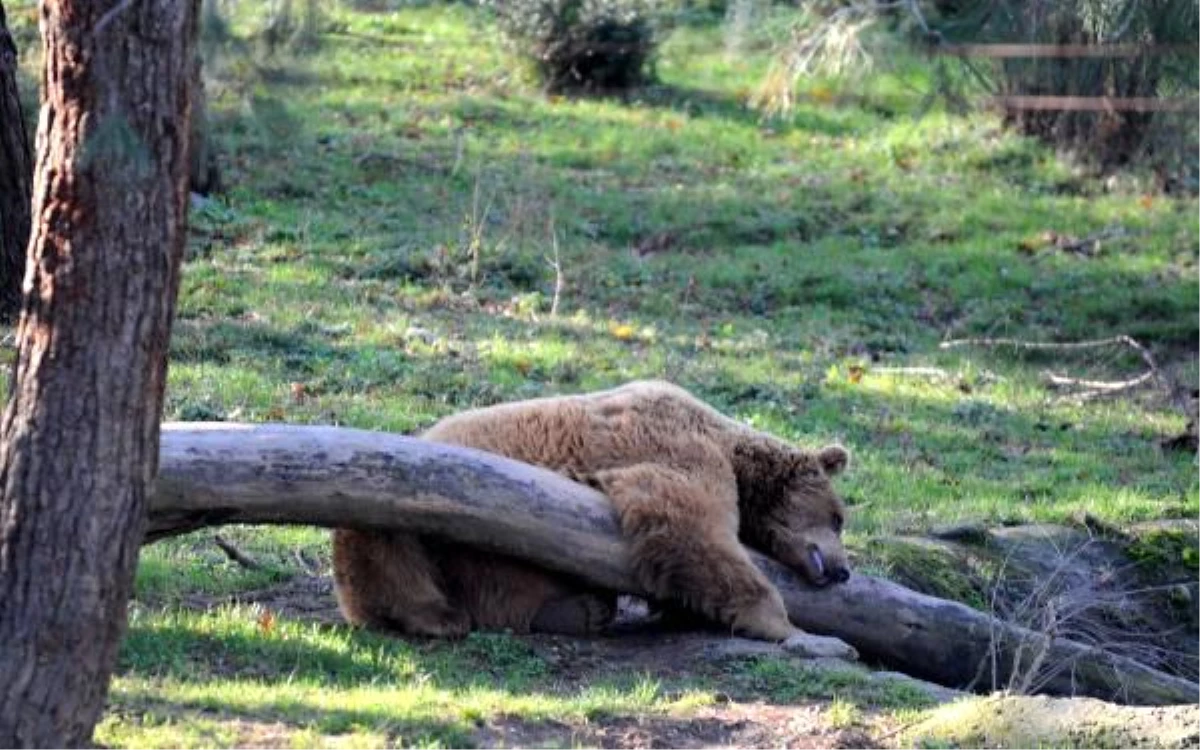 Kış uykusu öncesi barınaktaki ayılara özel beslenme programı