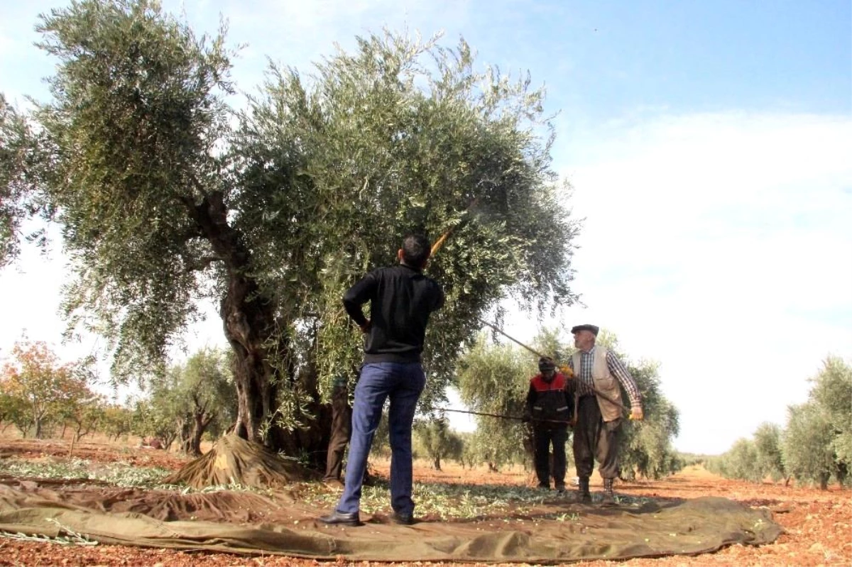 Korana virüs zeytin hasadını vurdu