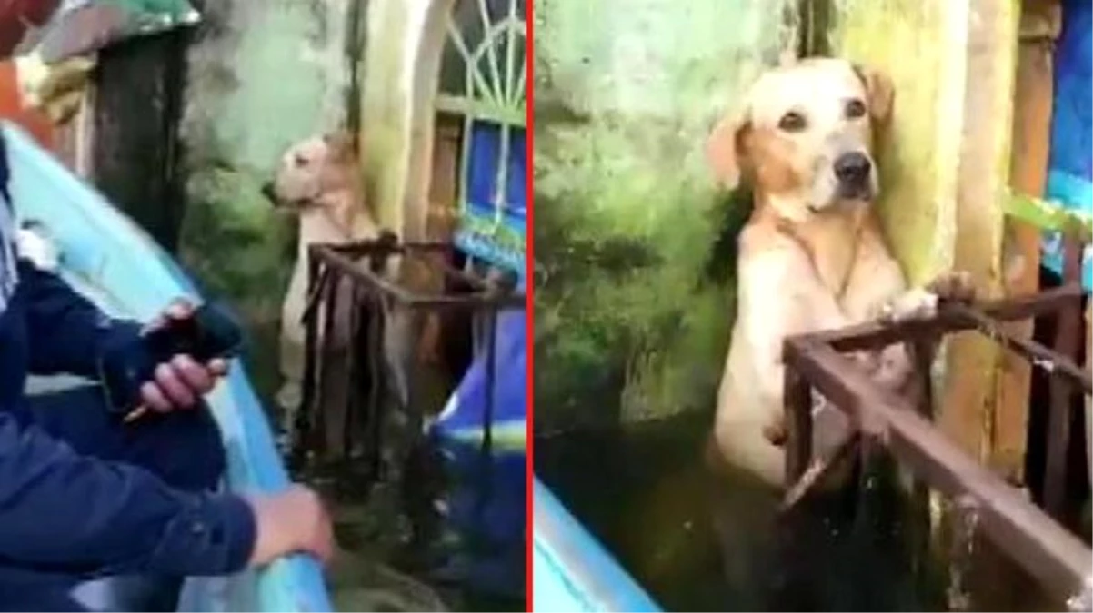 Meksika\'da selde mahsur kalan köpeğin kurtarılma anı duygusal anlara yol açtı