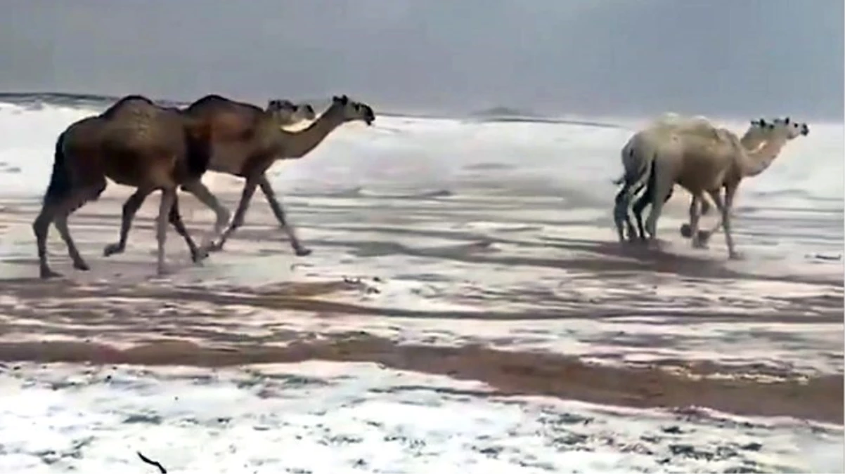 Suudi Arabistan\'da karla kaplı çölde develerin yürüyüşü izlenme rekorları kırdı
